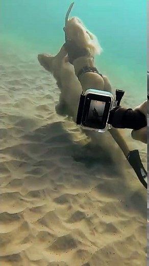 Cleaning The Ocean w my Friend Brittany (TikTok)