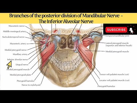 Inferior Alveolar Nerve | Course | Relations | Branches | Clinical Anatomy