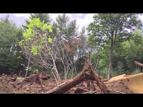 Cat D3B Dozer Pushing a Stump Out