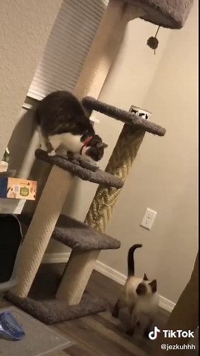 Loudest Siamese Cats Meowing Compilation
