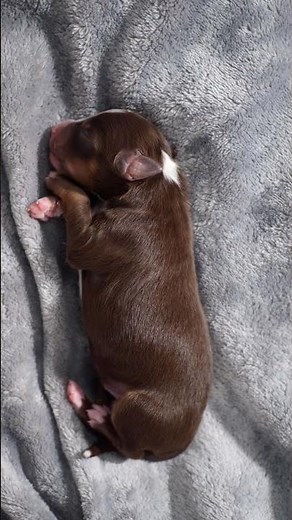 Cute Newborn Puppy Sleeping Peacefully