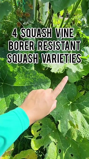 4 tough squash varieties that are resistant to squash vine borer and squash bugs: 1. Zucca Lunga di Napoli - This Italian cultivar produces massive sized squash (30-70lbs) which is reflected in how big its leaves/stems are. 2. Tromboncio Rampicante - Another Italian cultivar that produces long baseball bat sized squash that can be picked young to be eaten like zucchini or allowed to fully mature on the vine to be harvested as a winter storage squash. 3. Tahitian Squash - My favorite for a
