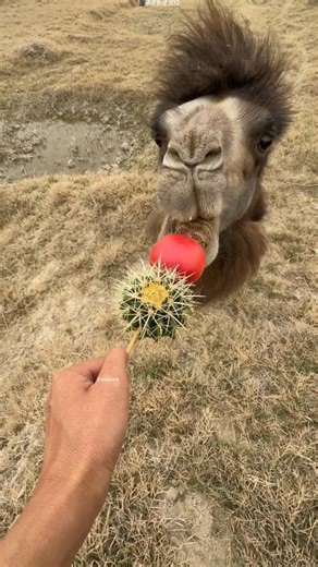 Can a Camel Eat Cactus? The Answer Will Shock You! 😲🌵🐪 #shorts #facts #camel