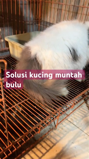 Solusi kucing muntah bulu supaya ga plenger #cute #kucingbelangtiga #cat #animals