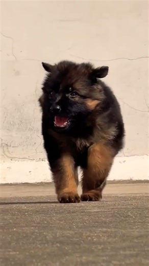 Contact 8810623046 Top Quality German Shepherd Puppy Strong Bone Active Guard Line #traineddogs #gsd