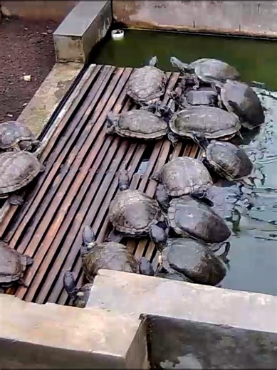 morning vibes #cute #redearedslider #kurabrazil #kura #kurakura