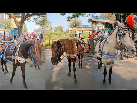 DELMAN KUDA | HORSE CARRIAGE🐎