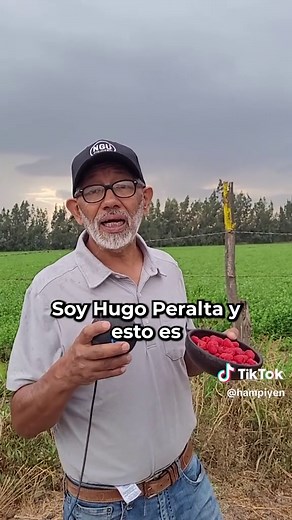 Descubre los Beneficios de la Frambuesa para la Salud
