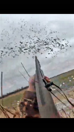 Huge Flock, Epic Goose Hunt | #goosehunting #geesehunting #birdhunting