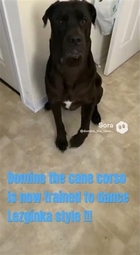 Domino the dancing cane corso -Lezginka style !
