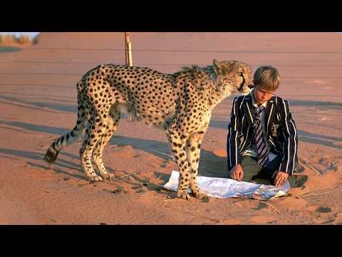 Boy Raises an Orphaned Cheetah Cub Like a Pet.. But Had to Let Him Go