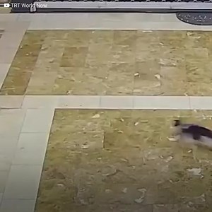 Three dogs chased a little kitten for many blocks until they managed to corner her against a wall. However, they weren’t expecting to be attacked by a furious mother willing to do anything to save her kitten. You can now also find us on Youtube: http://bit.ly/yt-thekiwi | Meow Meow
