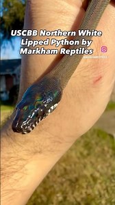 USCBB Northern White Lipped Python