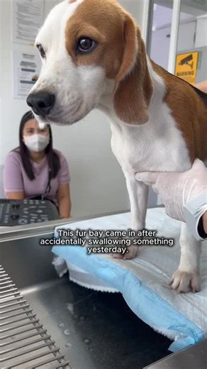 Petology Emergency Animal Hospital on Instagram: "Meet Tinkie! This fur baby got into a fruity trouble last night 🫣 Thank you Tinkie's fur parent fur parent for bringing Tinkie in our care 💓✨ 💡Even tiny things like fruit pieces or small objects can cause big trouble if swallowed. If left unchecked, it might lead to stomach blockages, discomfort, or even more serious problems. Keep an eye on what your fur babies pick up, and if they swallow something unusual, don’t wait, act quickly! Your furr