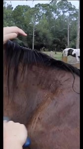 #horse #horses #equestrian #equine #fblifestyle | Stephanie Moratto