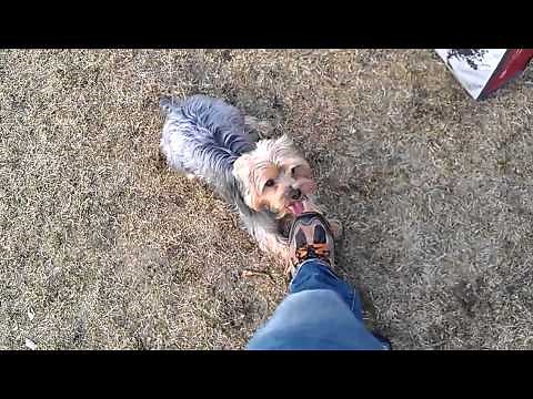 Coco the big Yorkie loves to fetch!