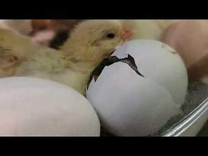 Chick hatching day from the incubator!