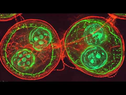Time‑Lapse Mitosis in 1 minute