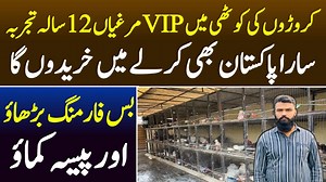 fancy poultry Business idea in this video we are sharing A profitable business idea with small investment and And Big income | Sada Sohna Des Punjab