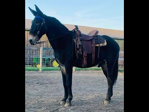 Mule for sale