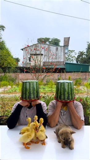 The two sisters are teasing each other in a super cute way 🍉🐶🐶🐶🦆🦆🦆🍉👶🧓 #shorts #cute