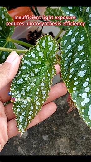 2 Key Points for Bushy Begonia Maculata Plant // Begonia Plant Care Tips