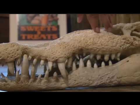 Man-eating Nile crocs newest threat to Everglades