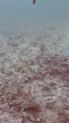 MMA legend Dan Henderson delivers an absolutely perfect kill shot underwater! 💥🤿 From the dive to the moment of impact, this clip shows just how deadly accurate Hendo can be — even below the surface. Power, precision, and pure ocean adrenaline all in one epic spearfishing moment. 🐟🌊 @danhendo #Spearfishing #DanHenderson #UnderwaterHunting #OceanAdventure #FreedivingLife | Spear Life