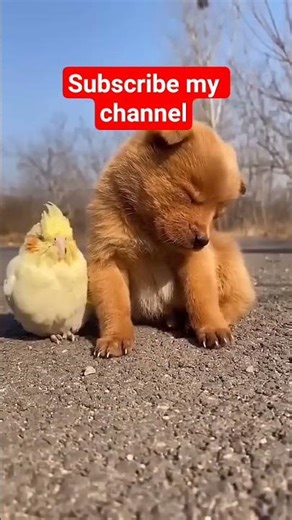 🐕🐕🐕😁😝#automobile #ekmotahathighumechala #pets #colonelkkjϟ #driver #scorpio #cute #funny #modified