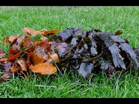 Seaweed and Leaves. Let's make organic Surf and Turf Compost