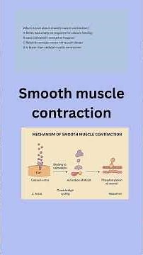 Smooth muscle contraction