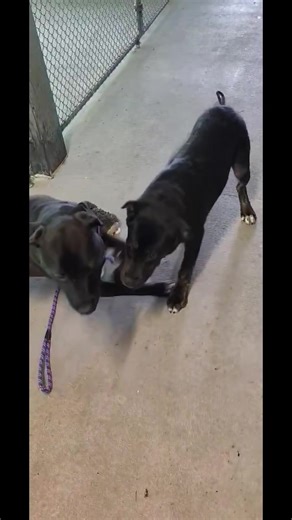 10K views · 177 reactions | Linus is a gentle, soulful dog who has...