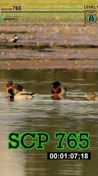 SCP 765 in Summary - "Duck Pond"