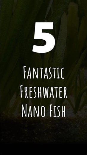 nano fish are incredible little fish that bring a unique life to freshwater aquariums. here are 5!