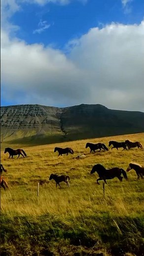 Majestic Icelandic Horses Galloping in Slow Motion 🐎✨ #VisitIceland