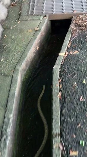 Giant snake traveling along the waterway #shorts