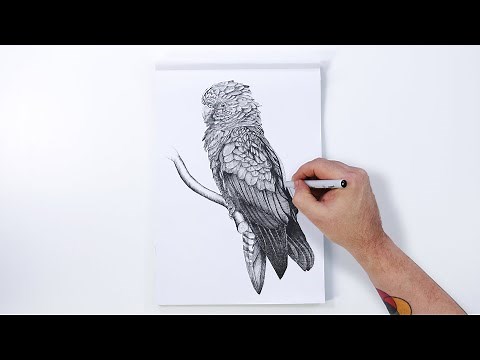 Cross hatch a black cockatoo with fineliners