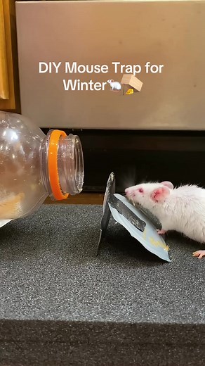 Creative homemade mouse trap 🐁 #mice #diy #pestcontrol
