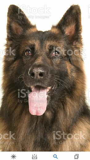 fans_de_perros123 on TikTok