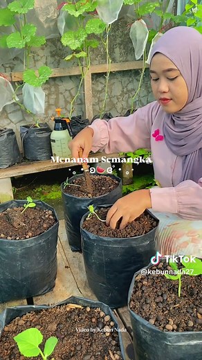 Cara Menanam Semangka dengan Mudah dan Praktis