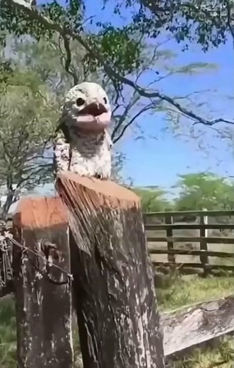 Potoo birds hauntingly beautiful sound