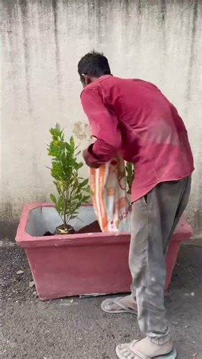 biggest cement pot in the world #cementcrafts #plants #pollutionfreeenvironment #prakingfreegate #m