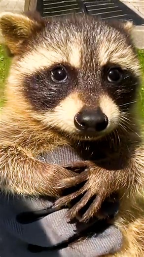 387K views · 7.8K reactions | Mama raccoon is so protective of her babies while they get rescued from a balcony — her reaction when she finally gets to reunite with them 凉 To keep up with Cassandra, Brad & GatesWildlifeControl visit: thedo.do/GatesWildlife and follow them on Instagram: thedo.do/gateswildlife | The Dodo | Facebook