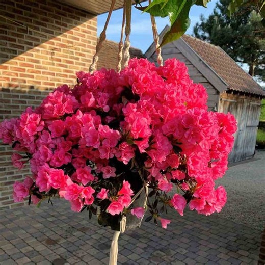 Thompson Morgan Azalea Cascadula Bright Fuchsia 19Cm Potted Plant X 2