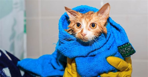 വാഷിങ് മെഷീനിൽ പൂച്ചയെ ‘അലക്കിയത്’ 10 മിനിറ്റ്; ഭയന്നുവിറച്ച്  ‘ജിന്റിയാവോ’, അദ്ഭുതദൃശ്യങ്ങൾ വൈറൽ