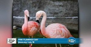 Celebrate Pink Flamingo Day at John Ball Zoo