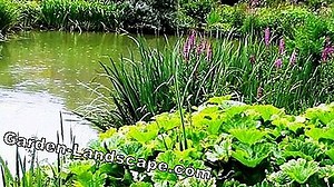 Plants: Winterizing balcony plants - 5 important tips | 2025