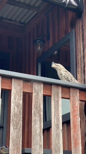 Still sitting on the railing 4 hrs later. Keep walking past her and hasn’t moved | Russell Little