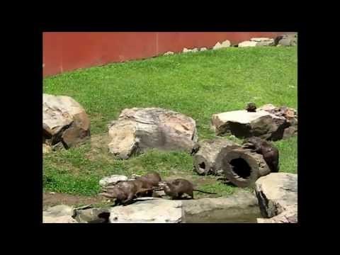 Follow the Butterflies