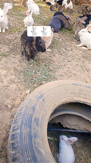 cute and smile reaction and rabbit eating the carrot#rabits​ #youtube​ #sillyrabbit​ #radrabbit​